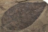 Fossil Leaf (Betula) - McAbee Fossil Beds, BC #213265-1